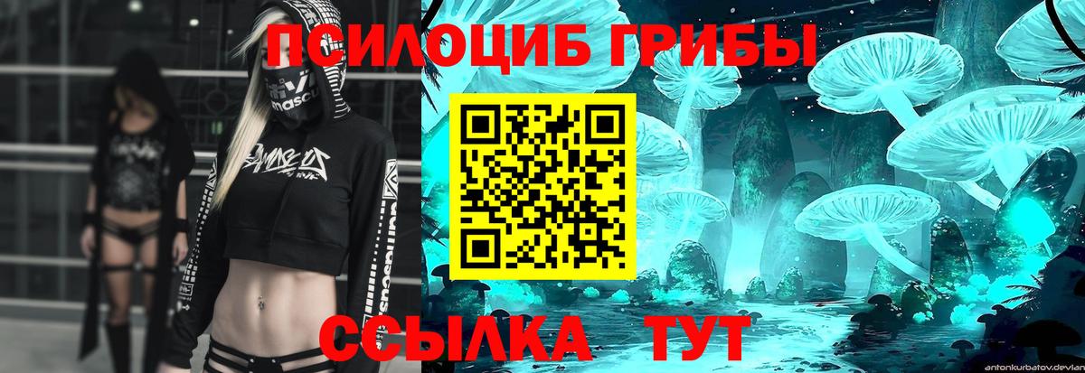Галлюциногенные грибы Psilocybe Кузнецк